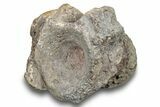 Fossil Synapsid (Dimetrodon) Vertebra - Texas #251391-1